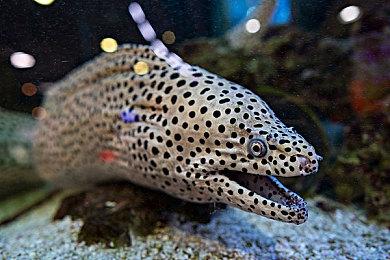 《龙珠Z：卡卡罗特》第二季最终DLC现已上线